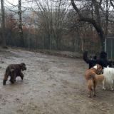 Kimba Pino Nikki Cindy und Letti